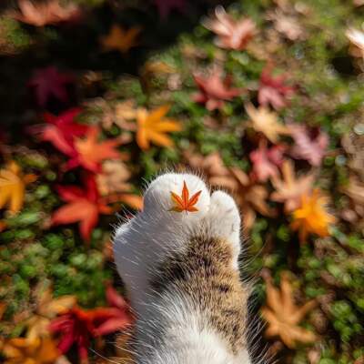 دانلود آهنگ  شبا کجایی از آرمین زارعی